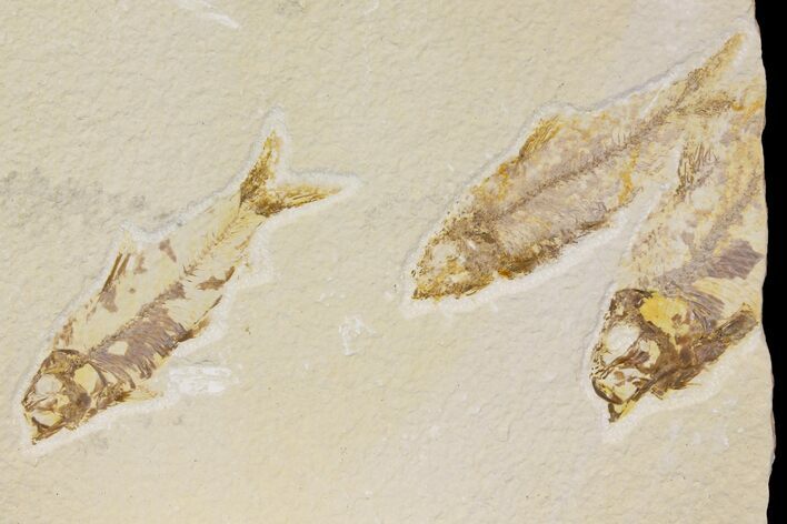 Trio of Bargain Fossil Fish (Knightia) - Green River Formation #136825